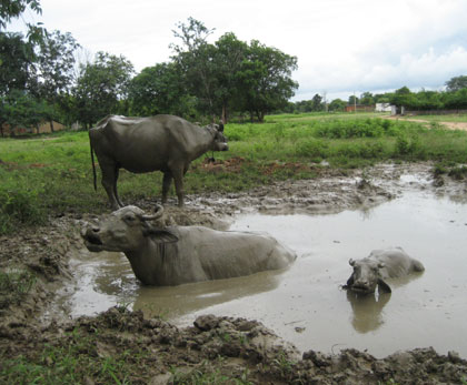 牛の沐浴
